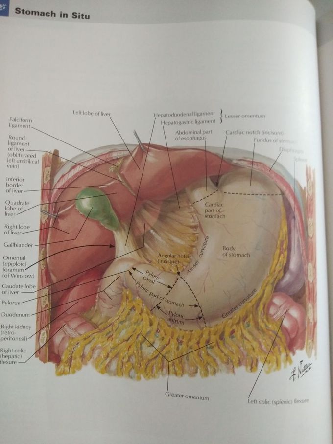 Stoamch a temporary storage organ - MEDizzy