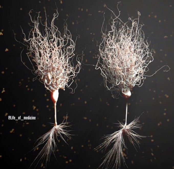 3D model of a neuron😍