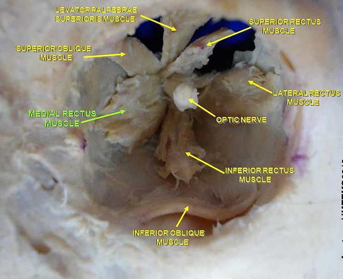 Medial rectus muscle