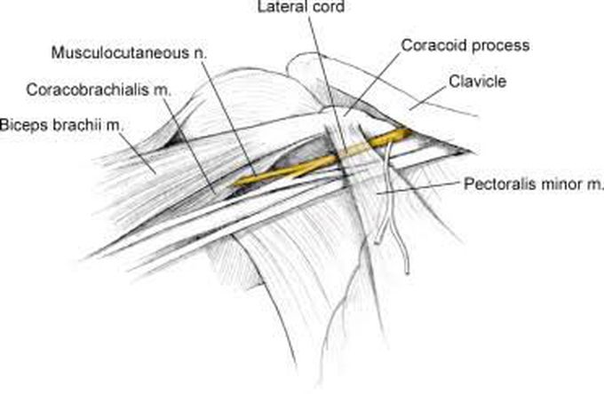 Clavipectoral fascia