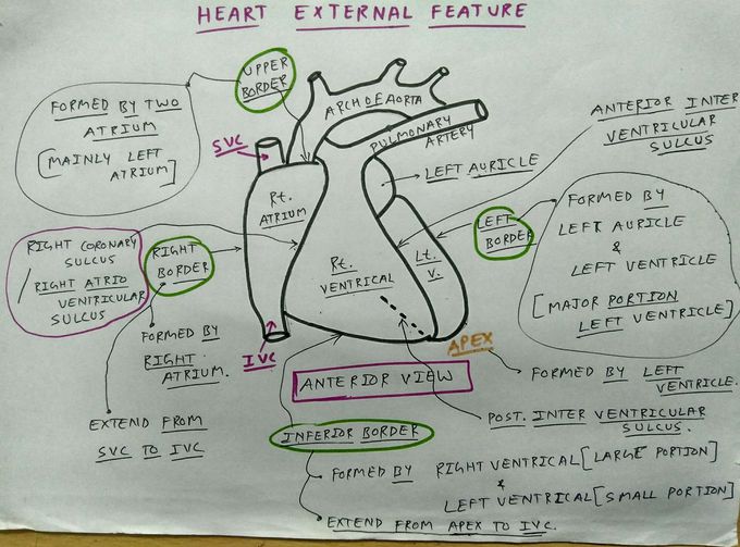 Heart External Features - MEDizzy