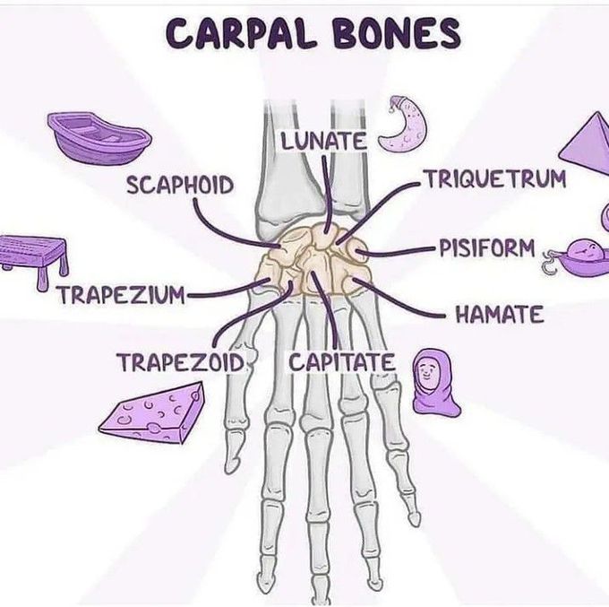 Carpal bones