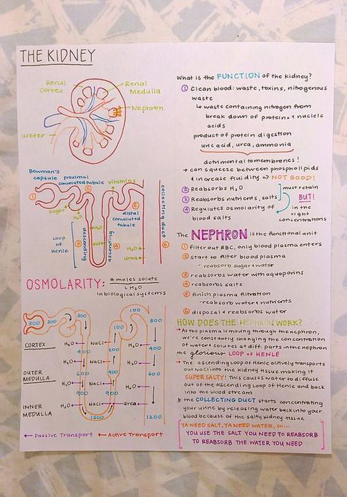 Renal system