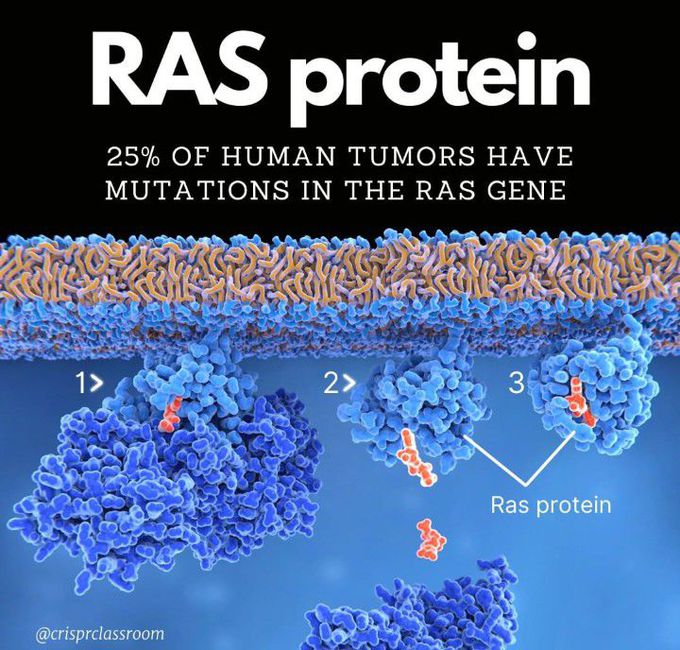 RAS protein mutations