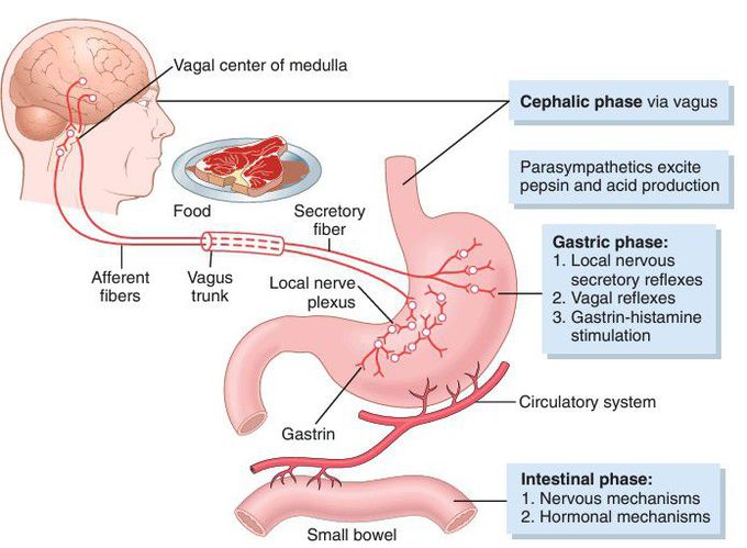 Phases of gastric secretion