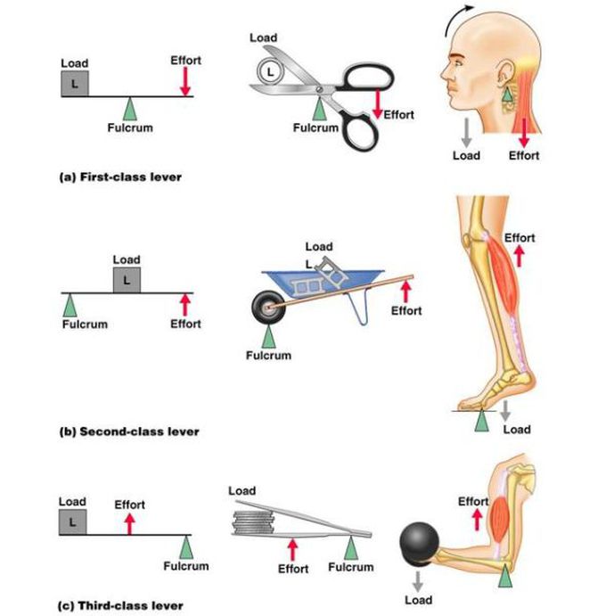 Lever system in every day life