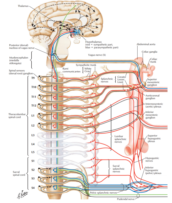 Autonomic innervation of small & large intestine