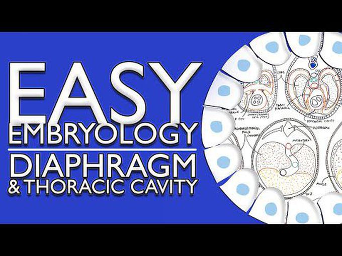 Embryological development of the Diaphragm and Thoracic Cavity