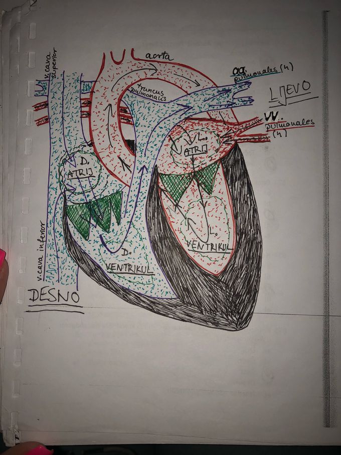 Human heart drawing