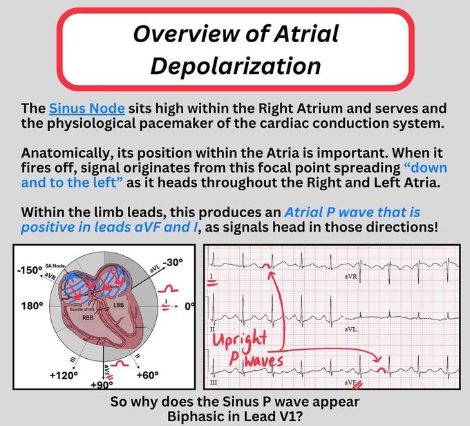 Atrial Depolarisation