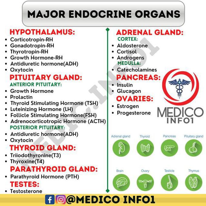 Endocrine Organs-Review
