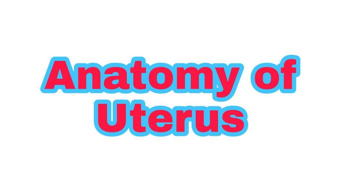 Anatomy of uterus