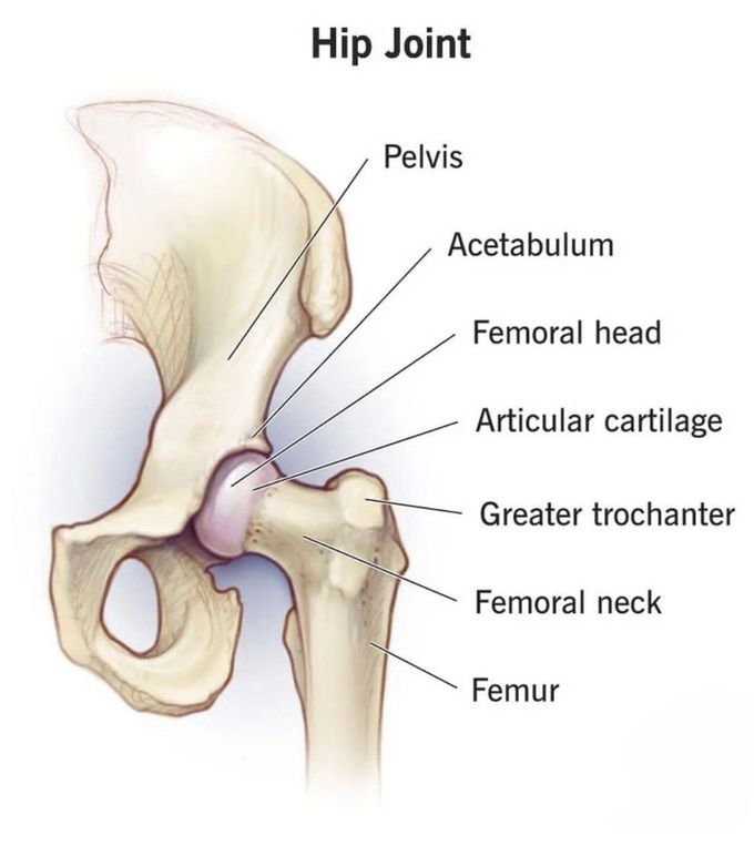 Hip Joint Anatomy