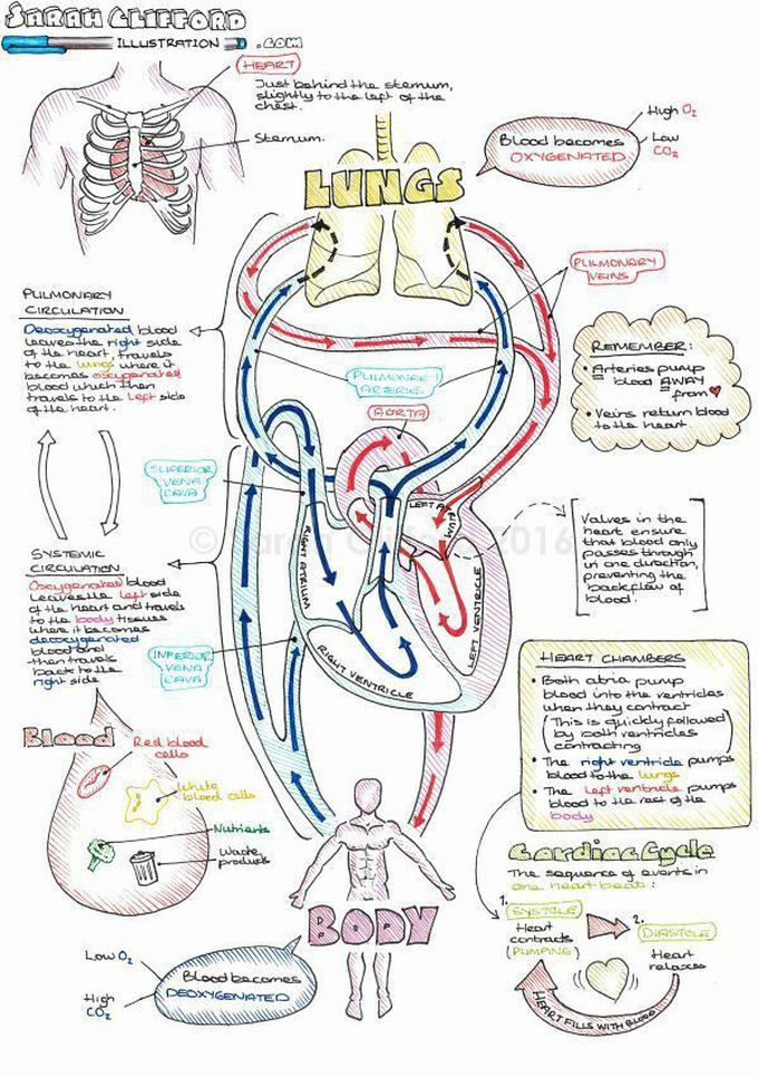 Human body