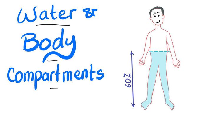 Water and body fluid compartments