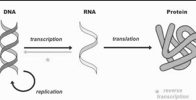 Central dogma