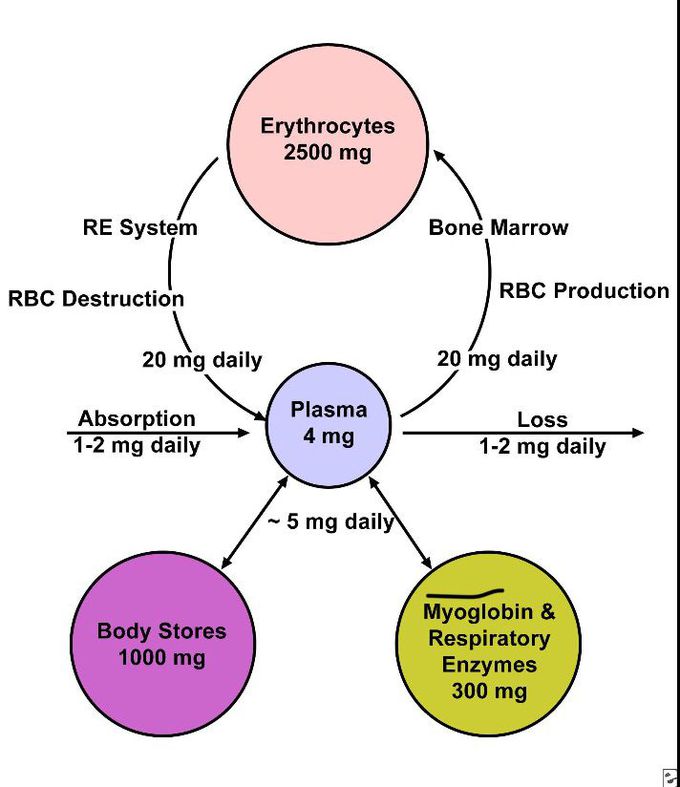 How is iron regulated in the body?