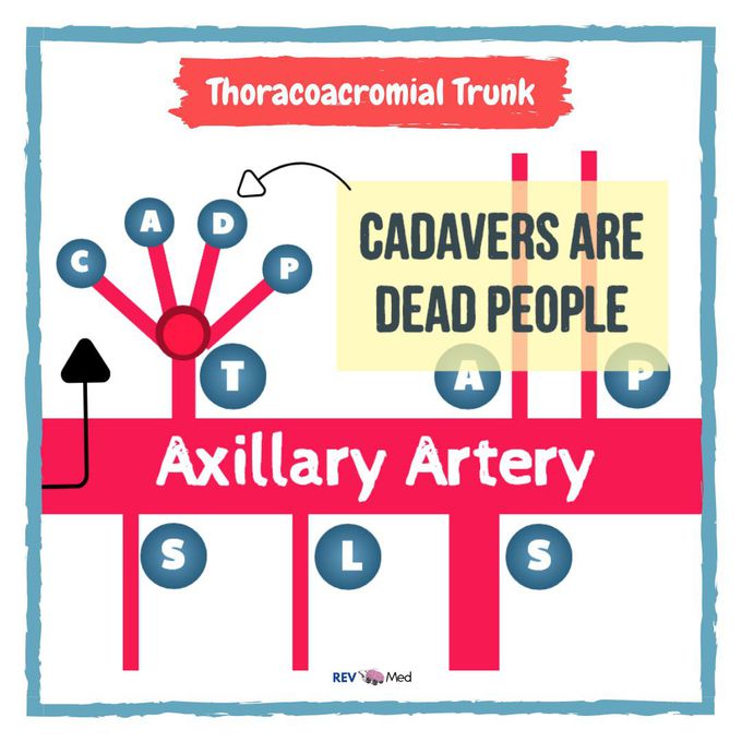 Axillary Artery & it’s branches! From our VIDEO!