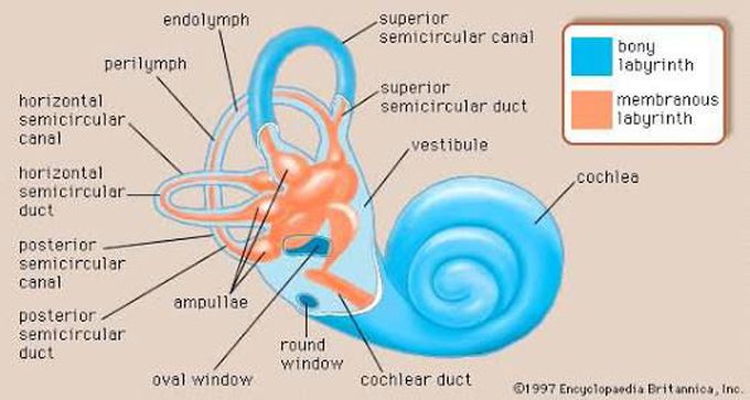 Anatomy