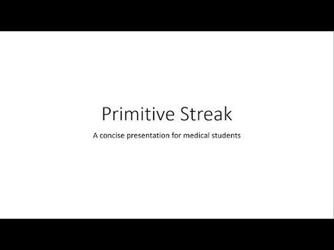 Primitive Streak