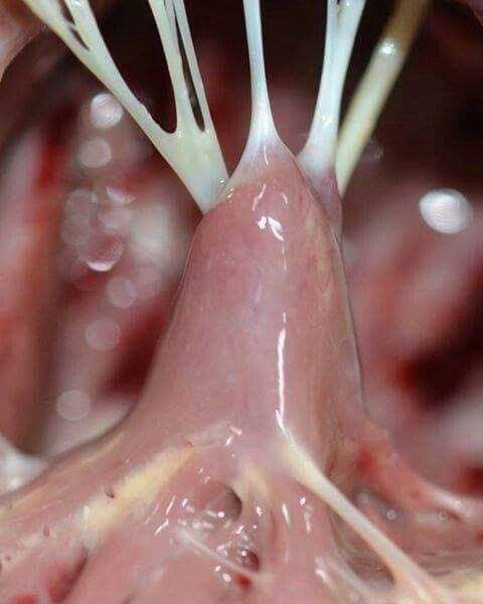 Chordae tendineae (the heart strings)