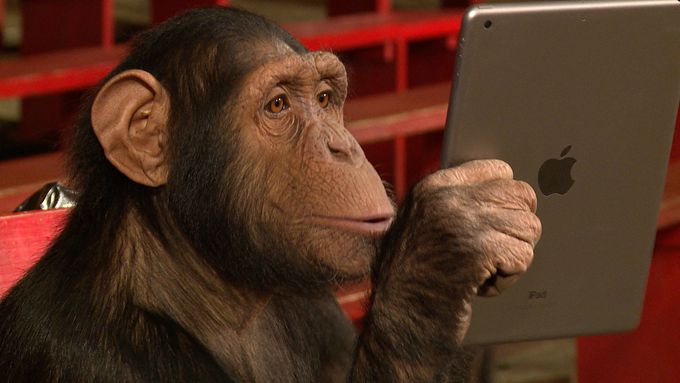 Chimpanzees React To iPad Magic - MEDizzy