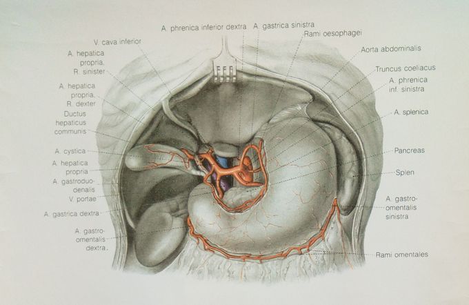 Gastric arteries