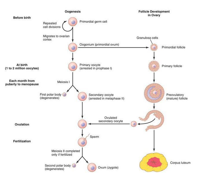 Oogenesis and follicles formation