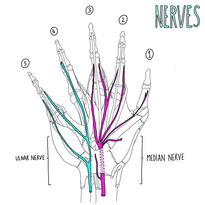 Nerve supply to the hand - MEDizzy