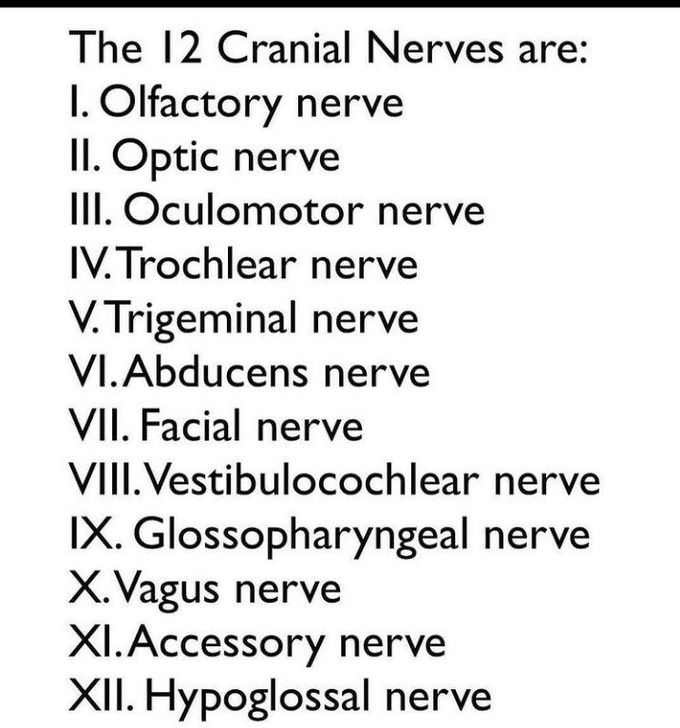 Cranial Nerves.