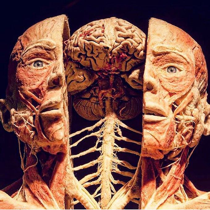 Stunning anatomy