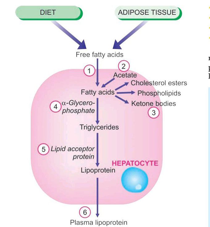 Lipid Metabolism