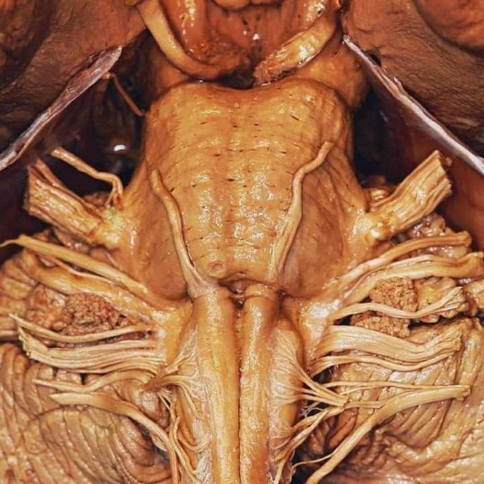 Cranial Nerves