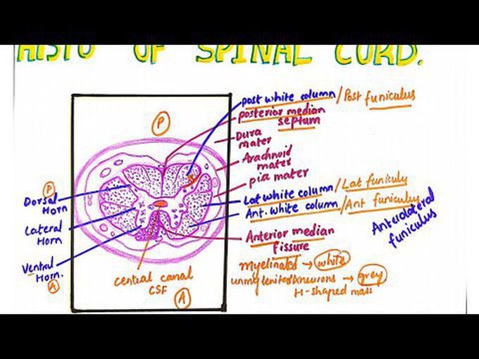 Spinal cord-HIstology