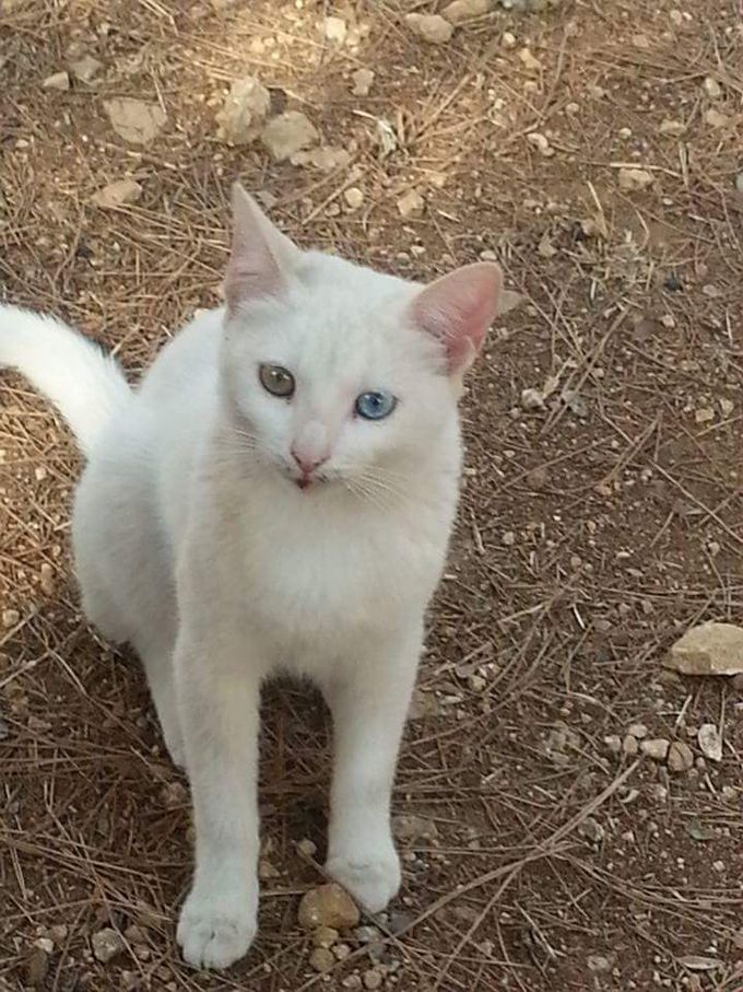 an Odd - Eyed cat  ( Heterochromia ) ❤