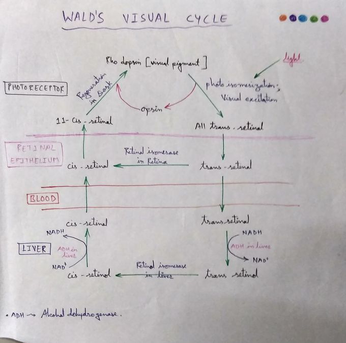 Wald's Visual cycle