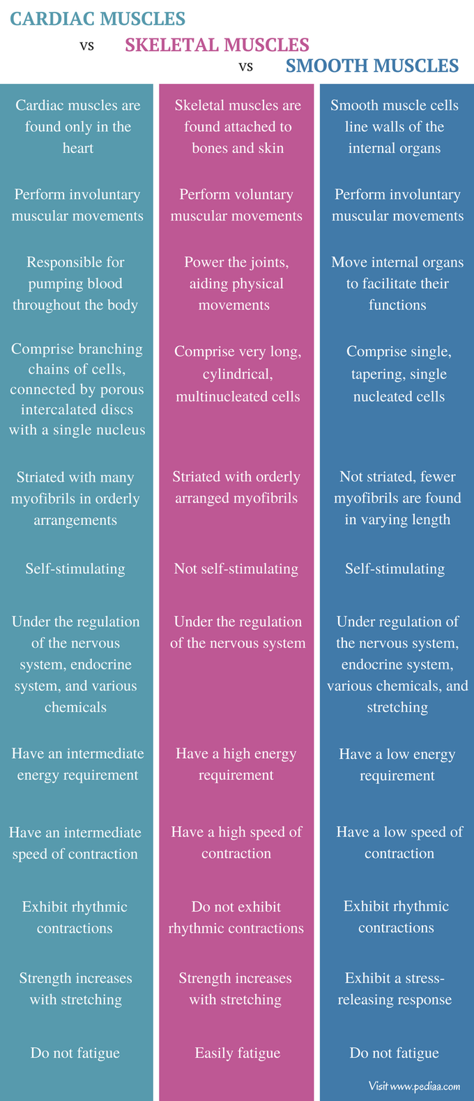 Cardiac vs Skeletal vs Smooth Muscles