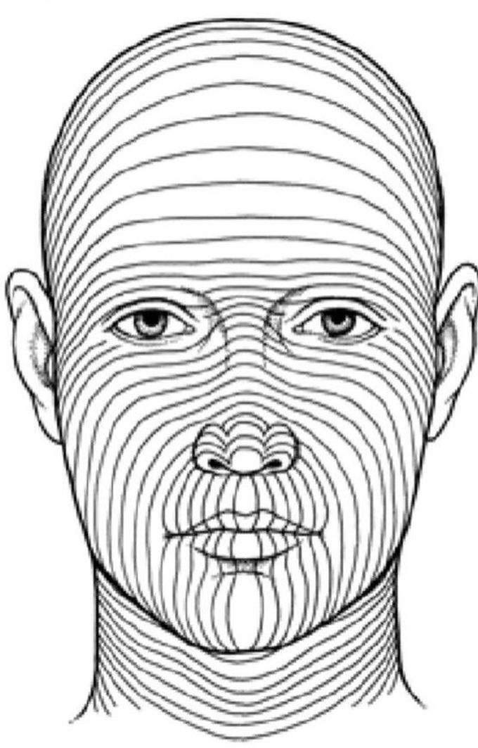 Face Langer's lines