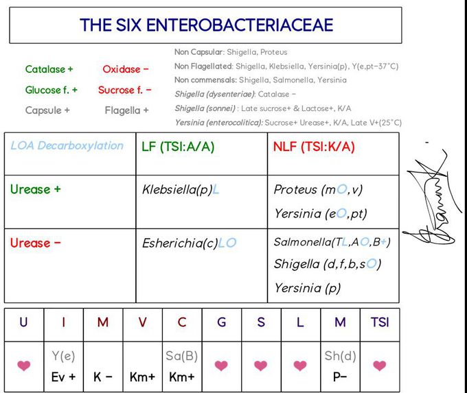 Biochemical characters of the six common members of Enterobacteriaceae