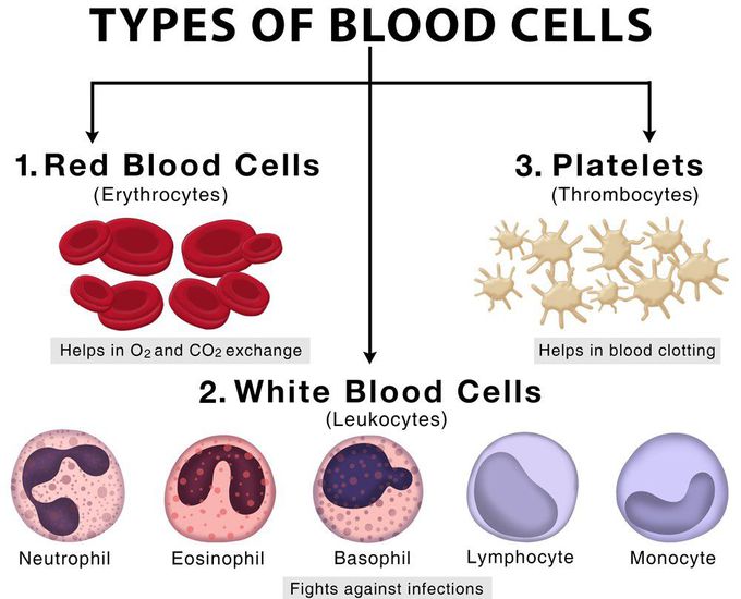 Types of blood cells