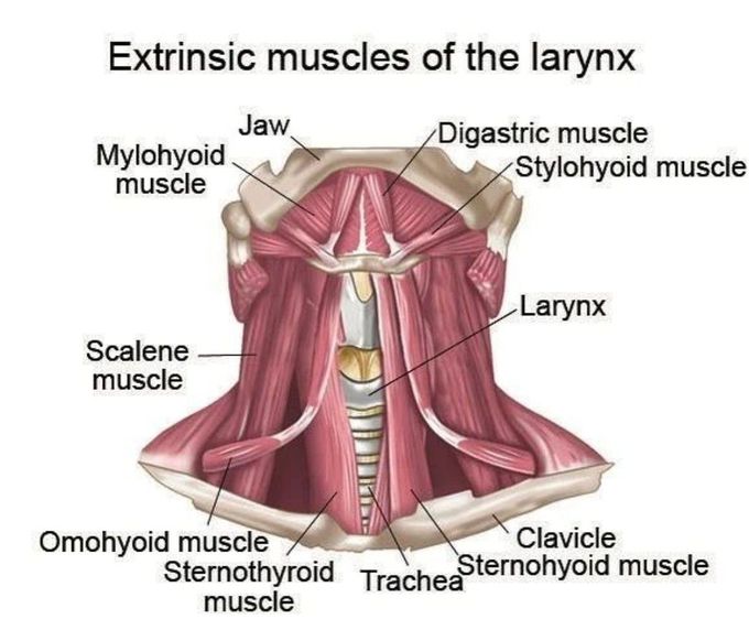 Muscles o Larynx