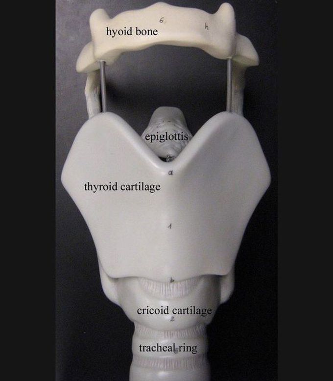 Cartilages of the Larynx