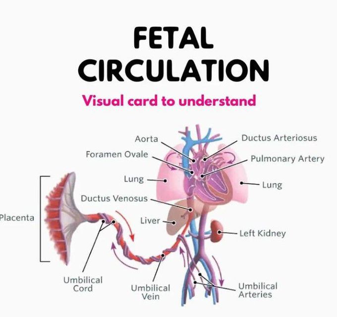 Fetal circulation