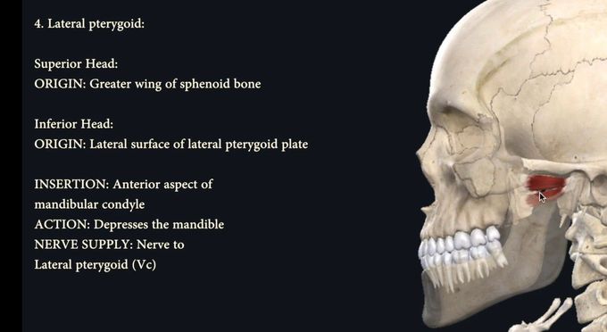 Lateral Pterygoid Muscle