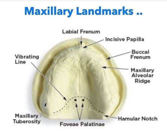 Maxillary Landmarks