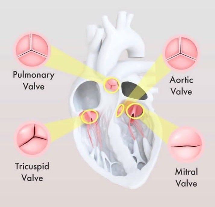 Heart Valves Medizzy