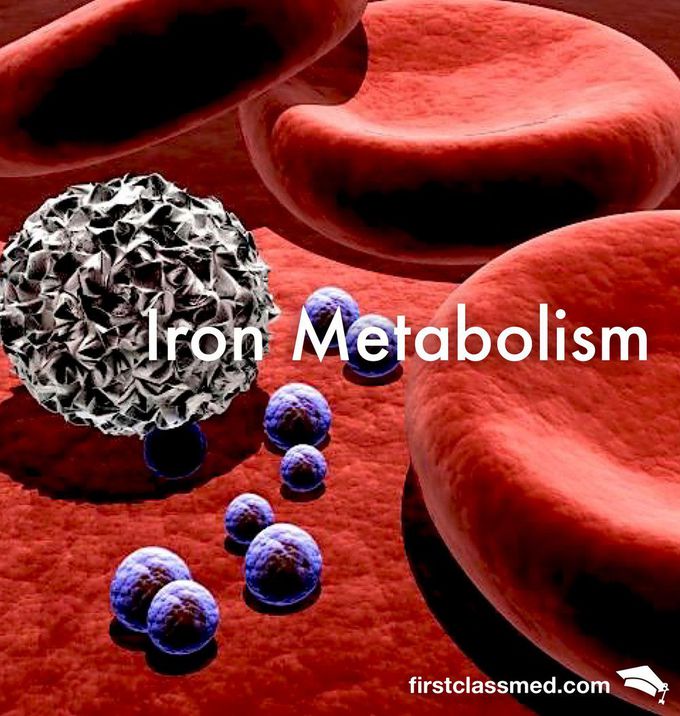 Iron Metabolism - The story of a shopaholic