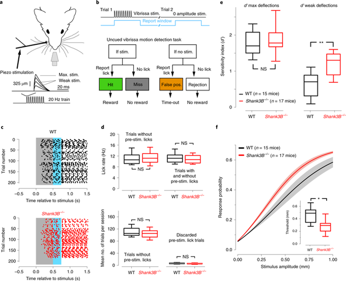 Dysfunction of cortical GABAergic neurons leads to sensory hyper-reactivity in a Shank3 mouse model of ASD