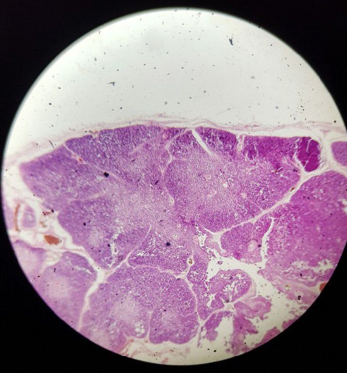 Any histology lovers😍