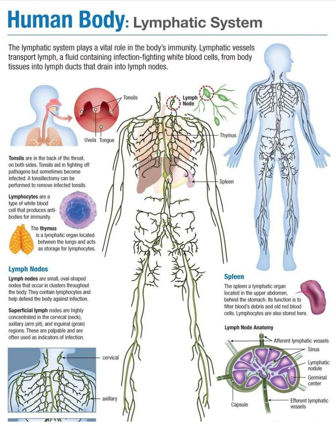 Lymphatic System